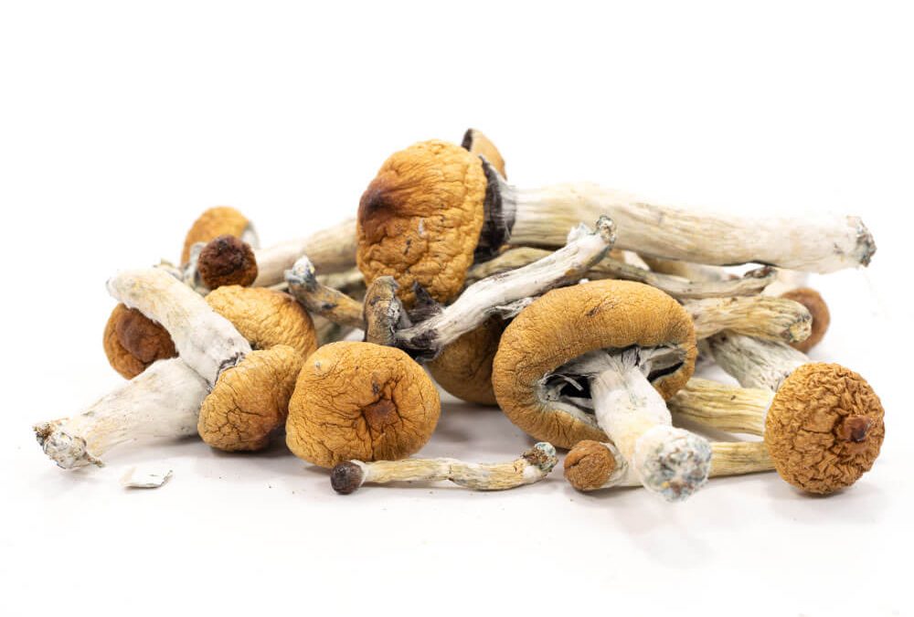 gordon head shrooms victoria bc