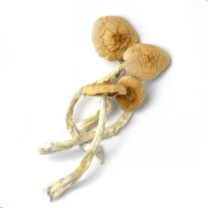 golden teachers magic mushrooms