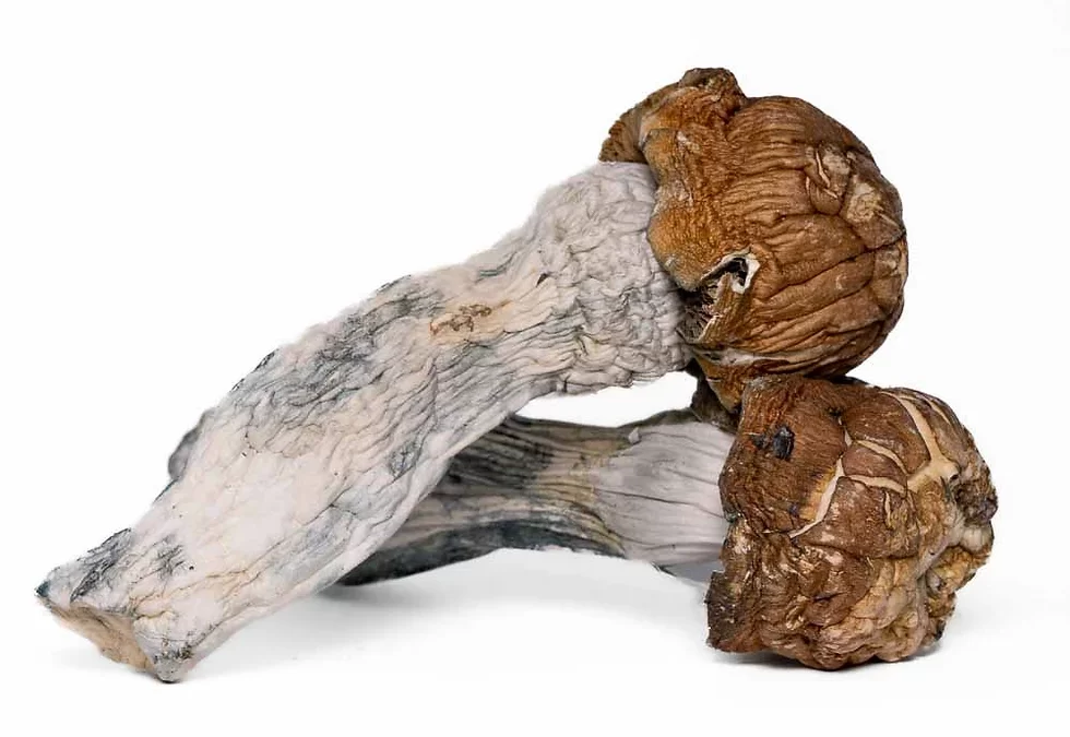 blue meanies shrooms victoria