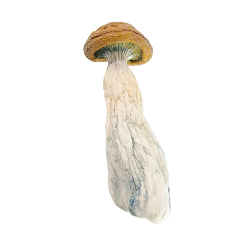 golden member mushrooms victoria