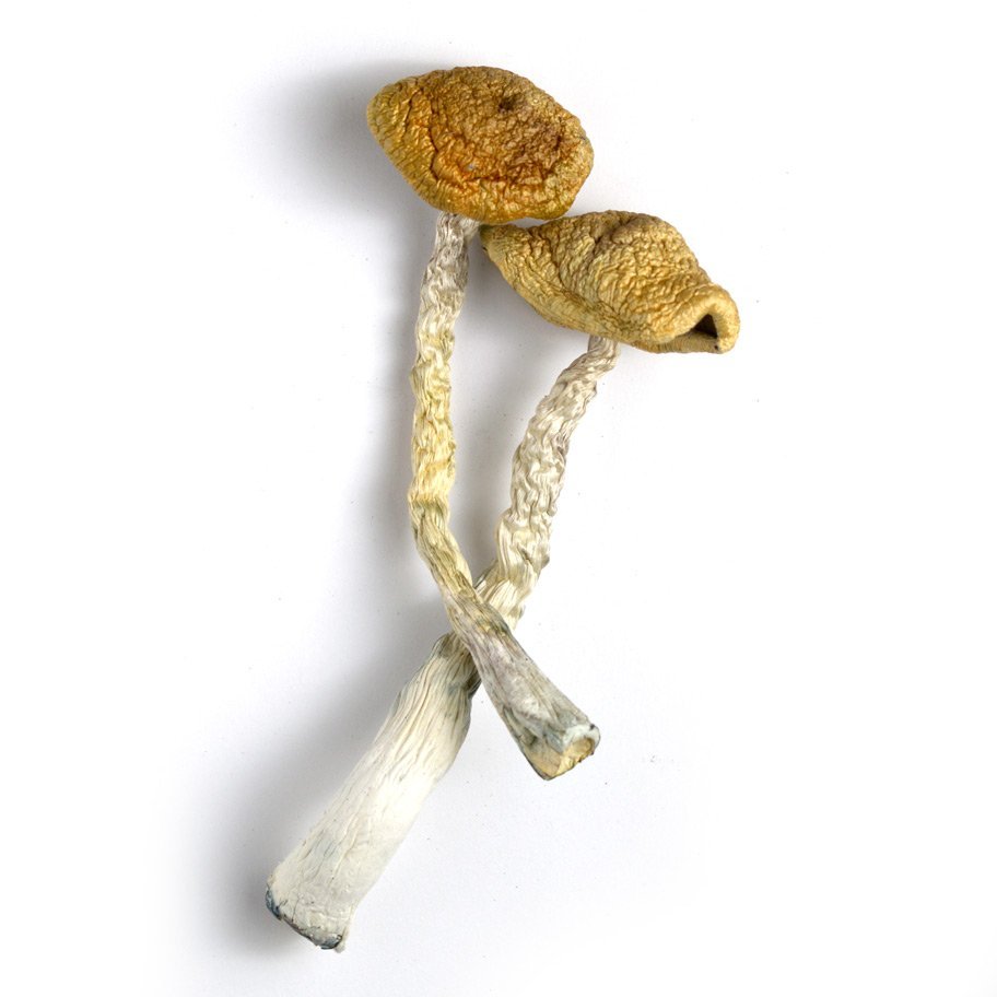 golden emporer magic mushrooms victoria
