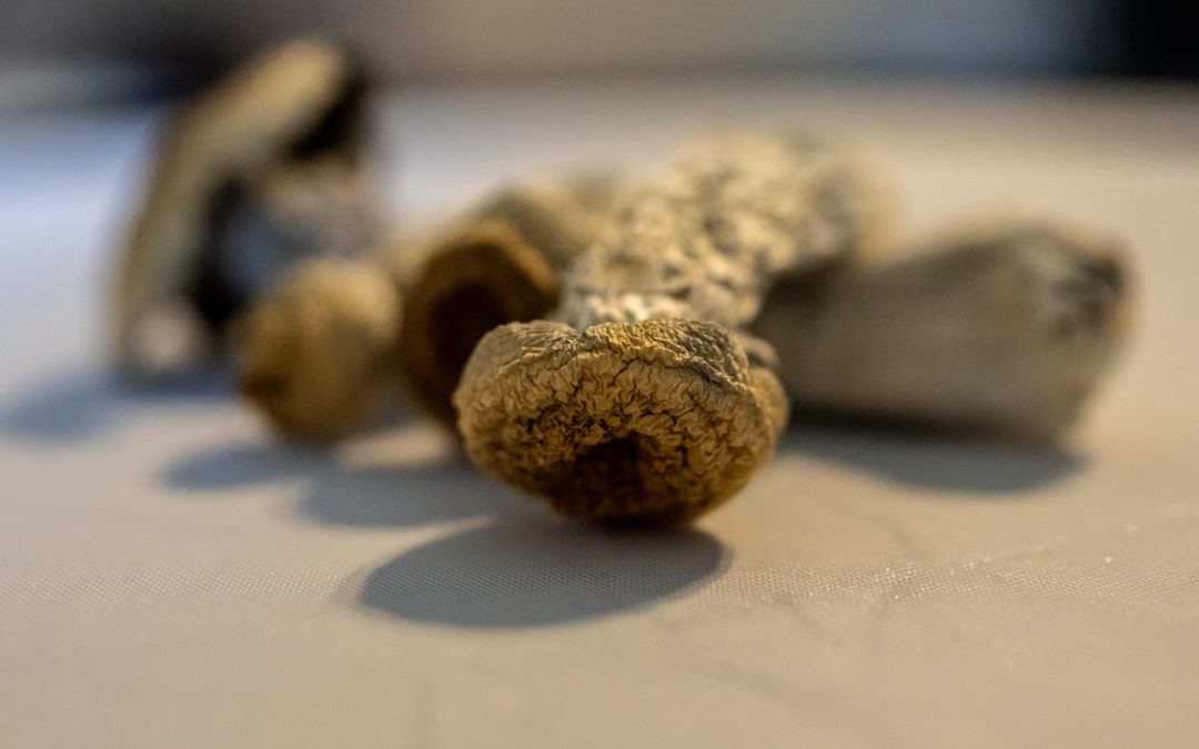 buy magic mushrooms victoria