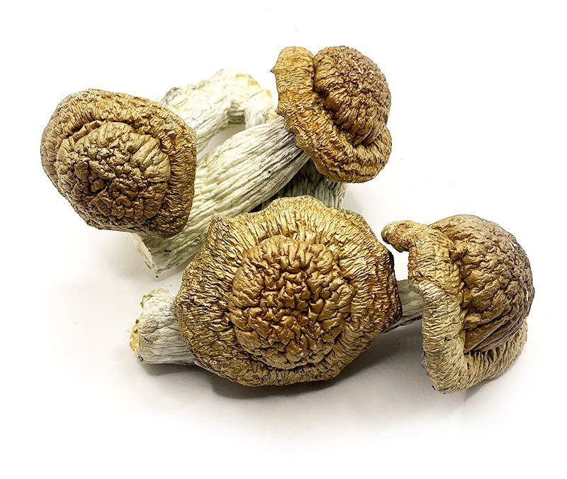 penis envy victoria shrooms