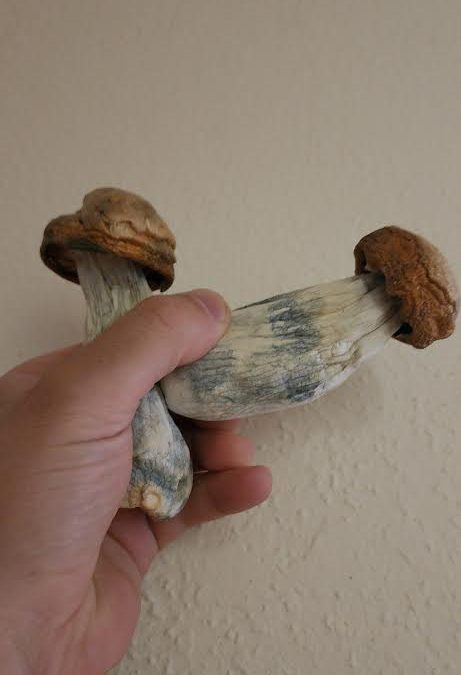 shrooms victoria bc delivery service